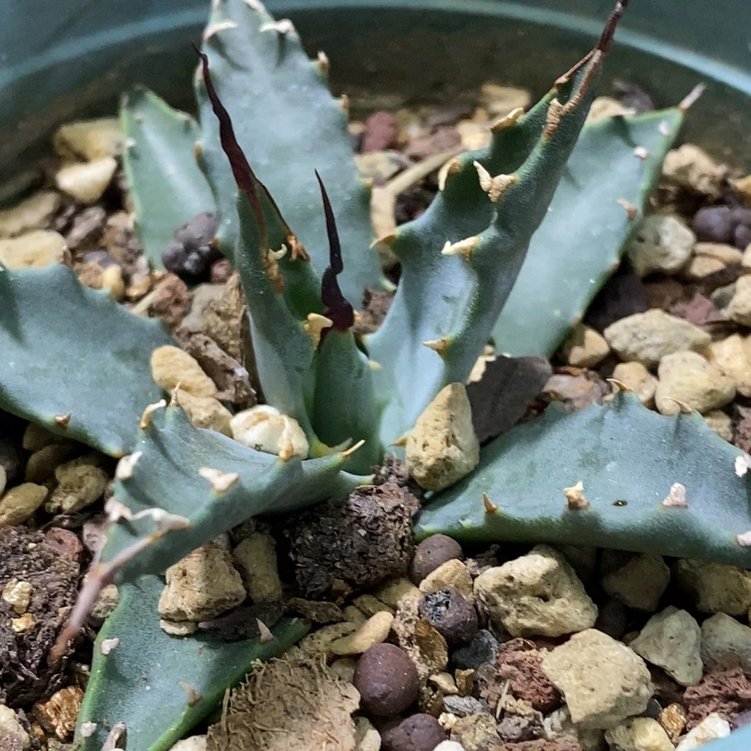 孤品实生特选株生长点波浪刺eb曲刺妖炎