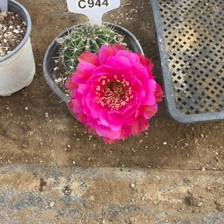 丝牡丹一物一拍C944