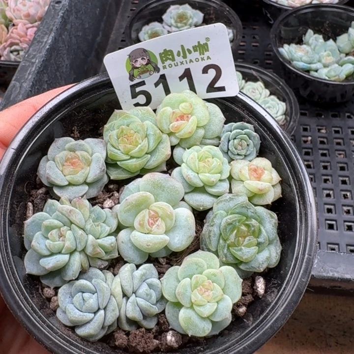 多肉植物多肉植物