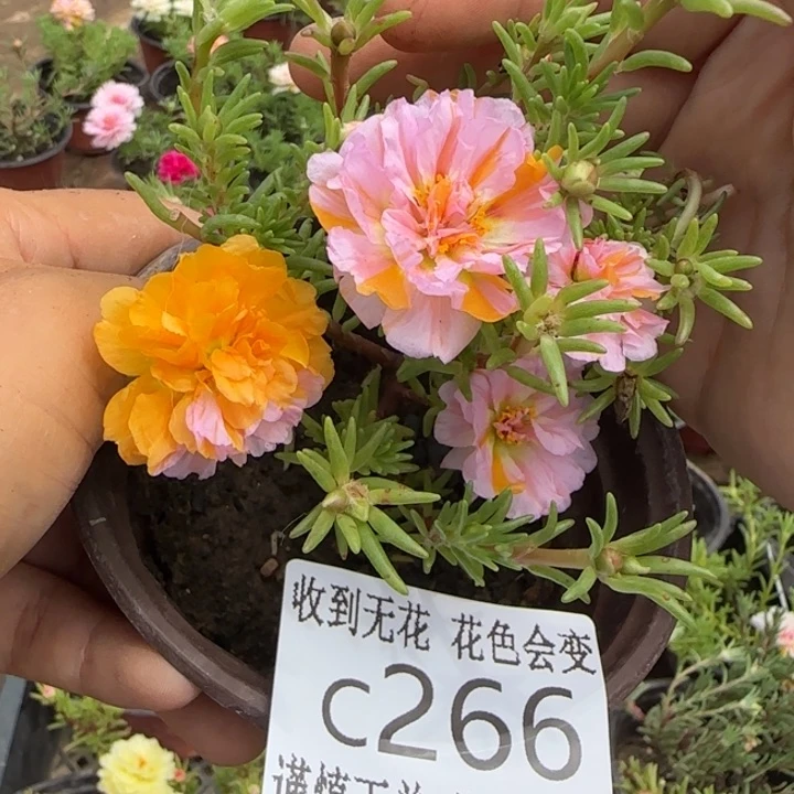 全部花朵C266超小苗盆口10cm
