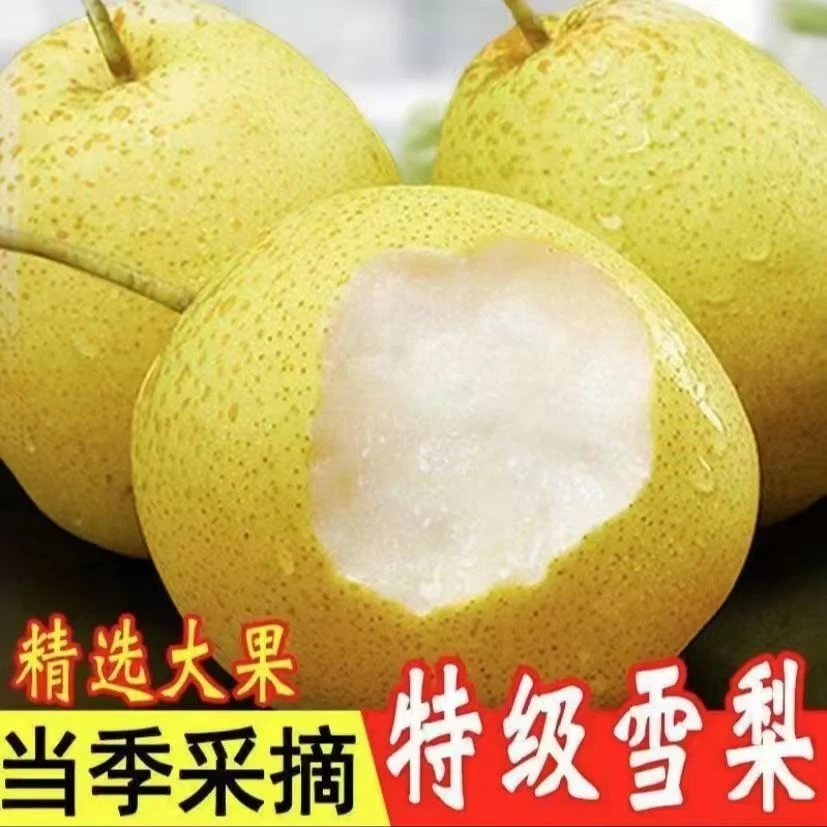 正宗雪花梨（河北赵县特产）酥脆甜新鲜现摘产地直发