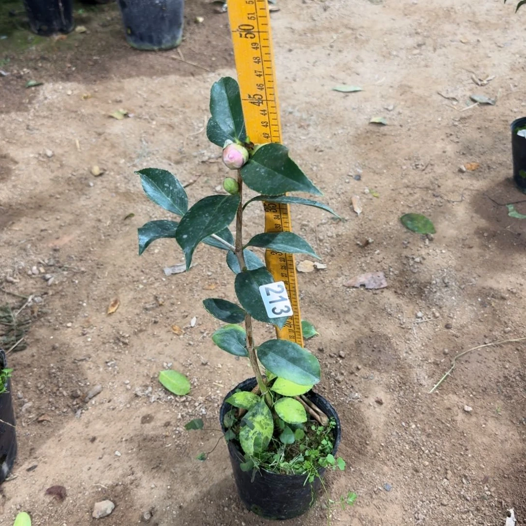 少量花朵（建议范围：2朵-5朵 或40%以下）213托五