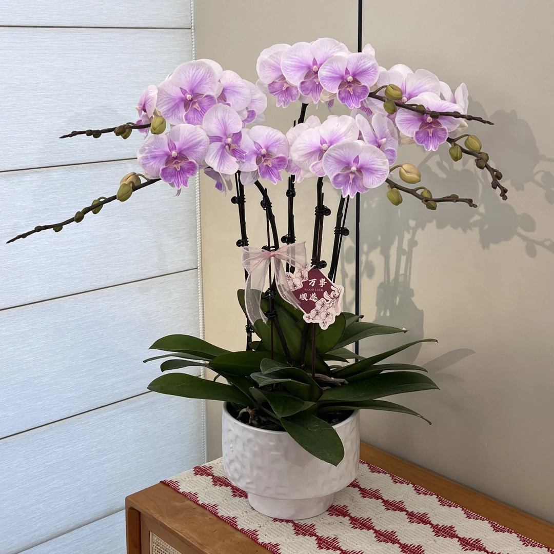 【甜美人】浪漫新年礼 白粉色系蝴蝶兰 高端花卉 礼品花