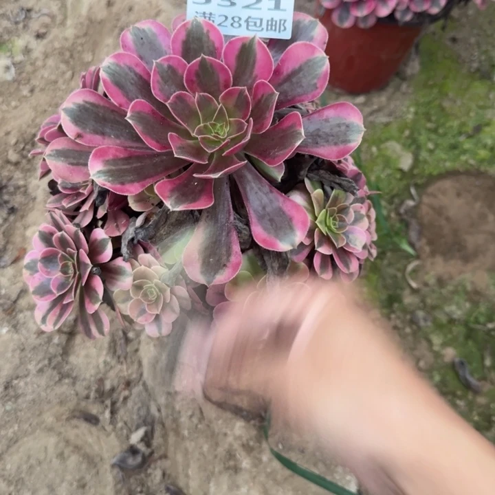 5321二号棚美杜莎C