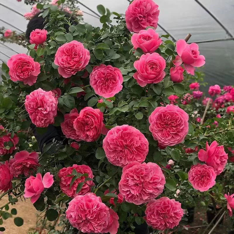 粉色达芬奇藤本月季耐寒耐热爬藤