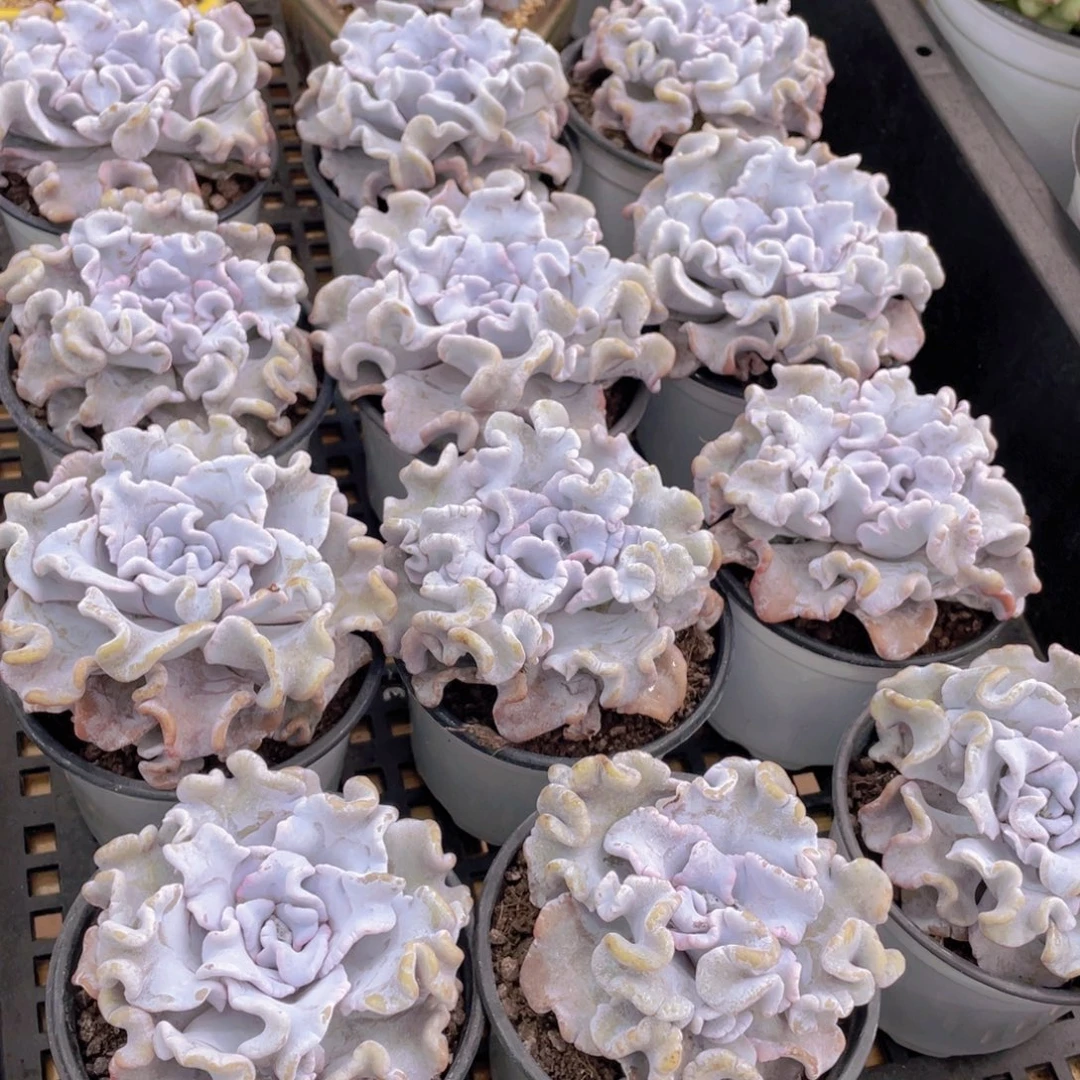 量拍50号 芭蕾舞者白饺子皮大单头一个