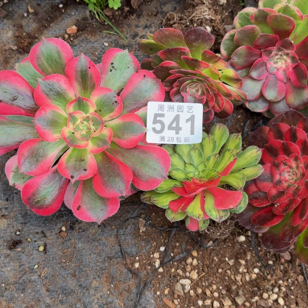 郭***芬小套餐脱土发货541
