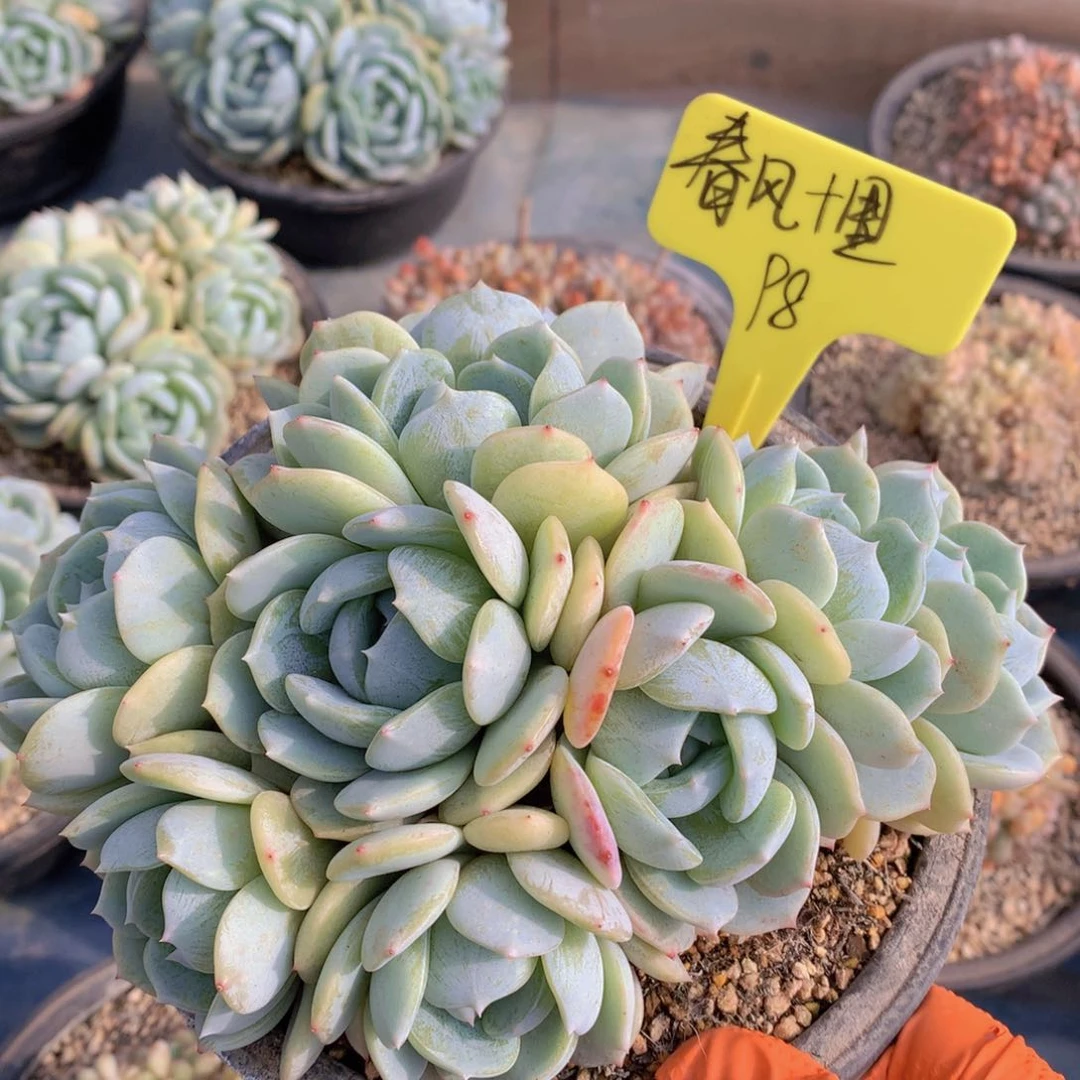 我家的小可爱们都很可爱啊