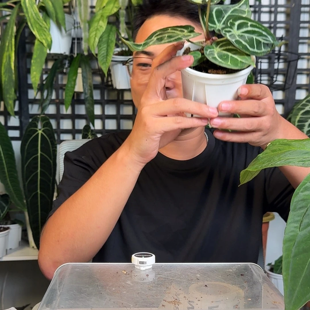 无花朵蔓****子一物一拍W87