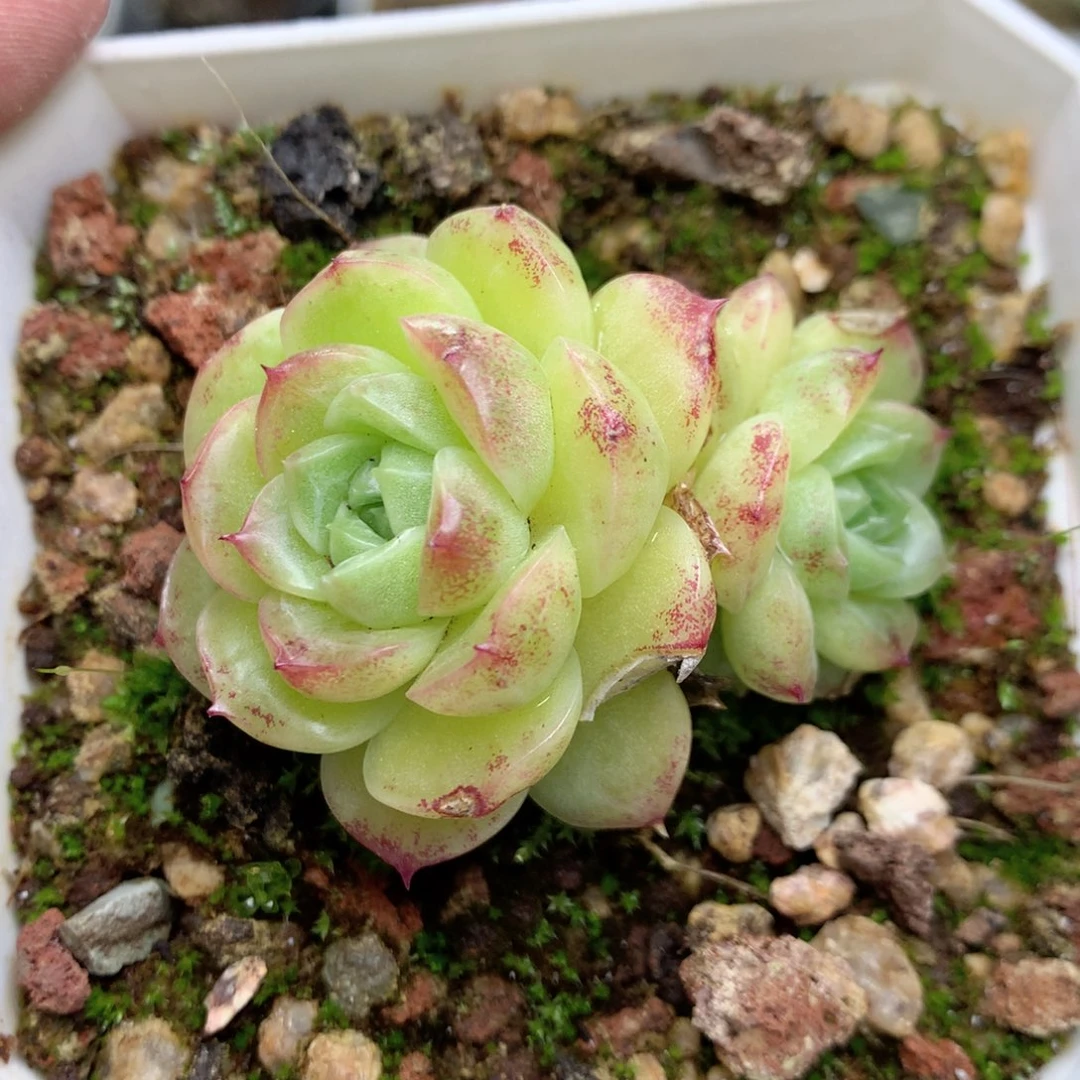 R61 ，柿子多肉20包邮