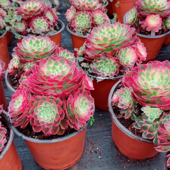 海仙手捧花啊啊啊