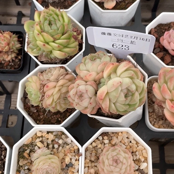 薇薇安园艺多肉623
