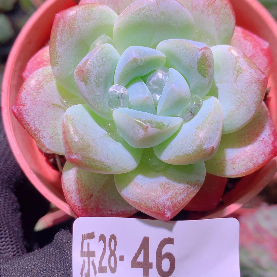 乐然28-46 冰玉单头