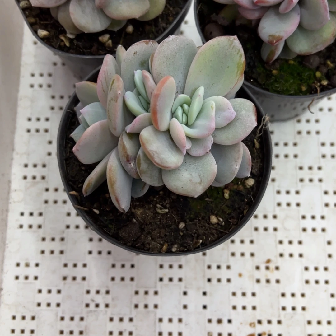 无***他无他20。