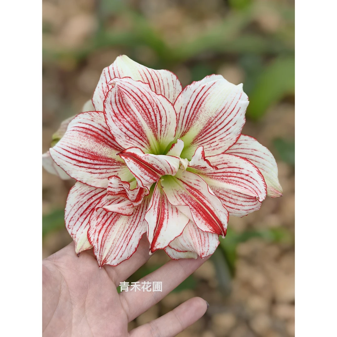 【十二单衣】朱顶红【包对版不包养护】