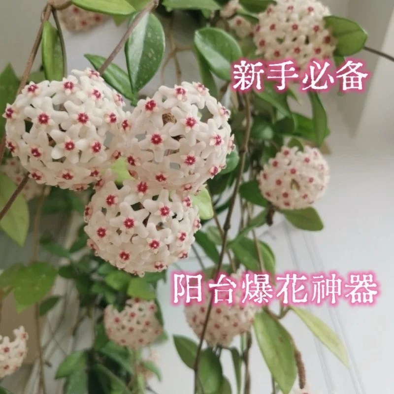 银斑球兰盆栽浓香型大苗球形花卉球兰花室内爬藤花卉吊兰盆栽懒人