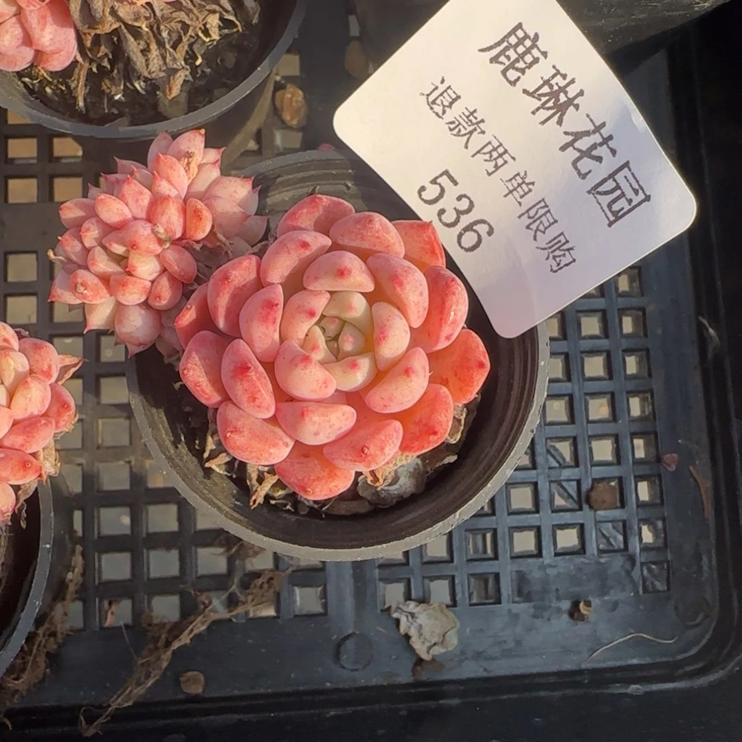 闪购精品多肉536号