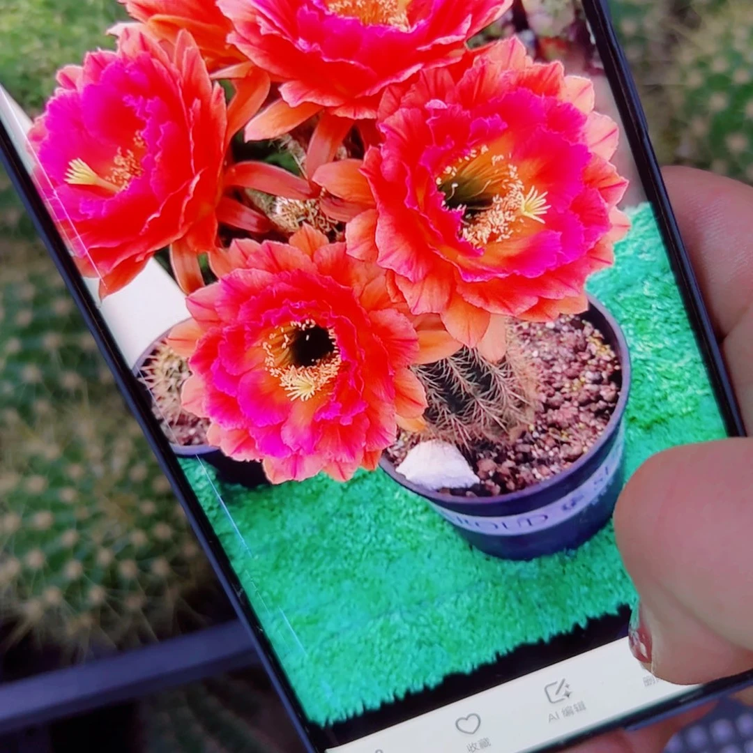 下70毛春春歪无根侧芽4公分左右20包邮