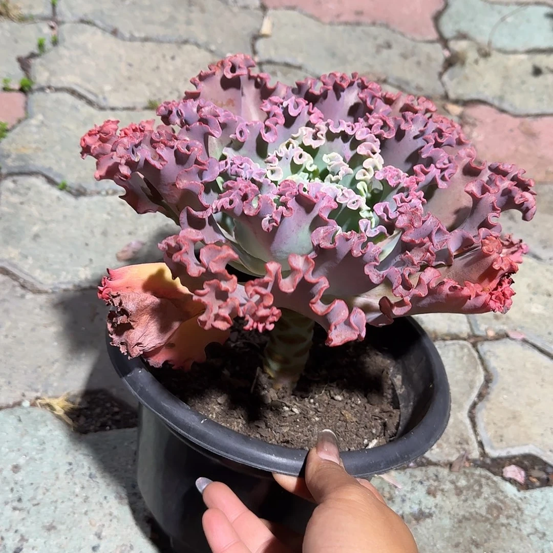 大单头女王华丽多肉植物