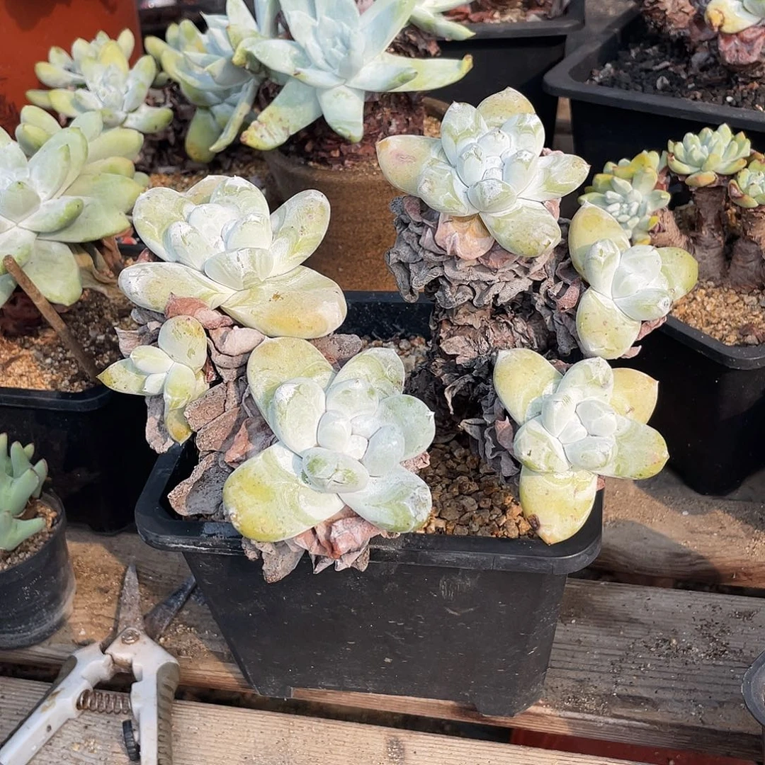 晨溪园艺仙女杯呀