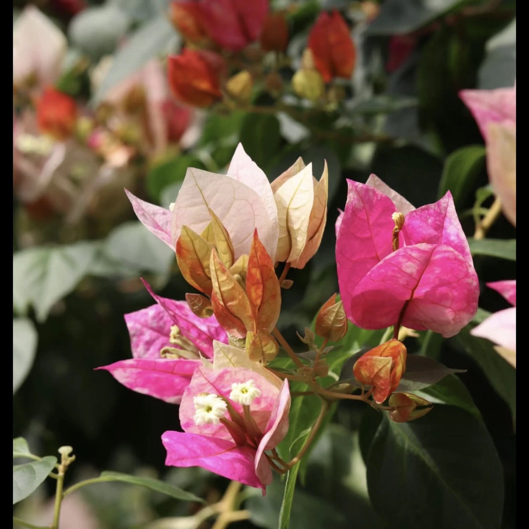 金饶 新品 三角梅壮苗好开花花卉基地 【不带花发货】