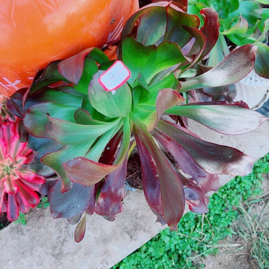 觅***11多肉植物保护研究所所长