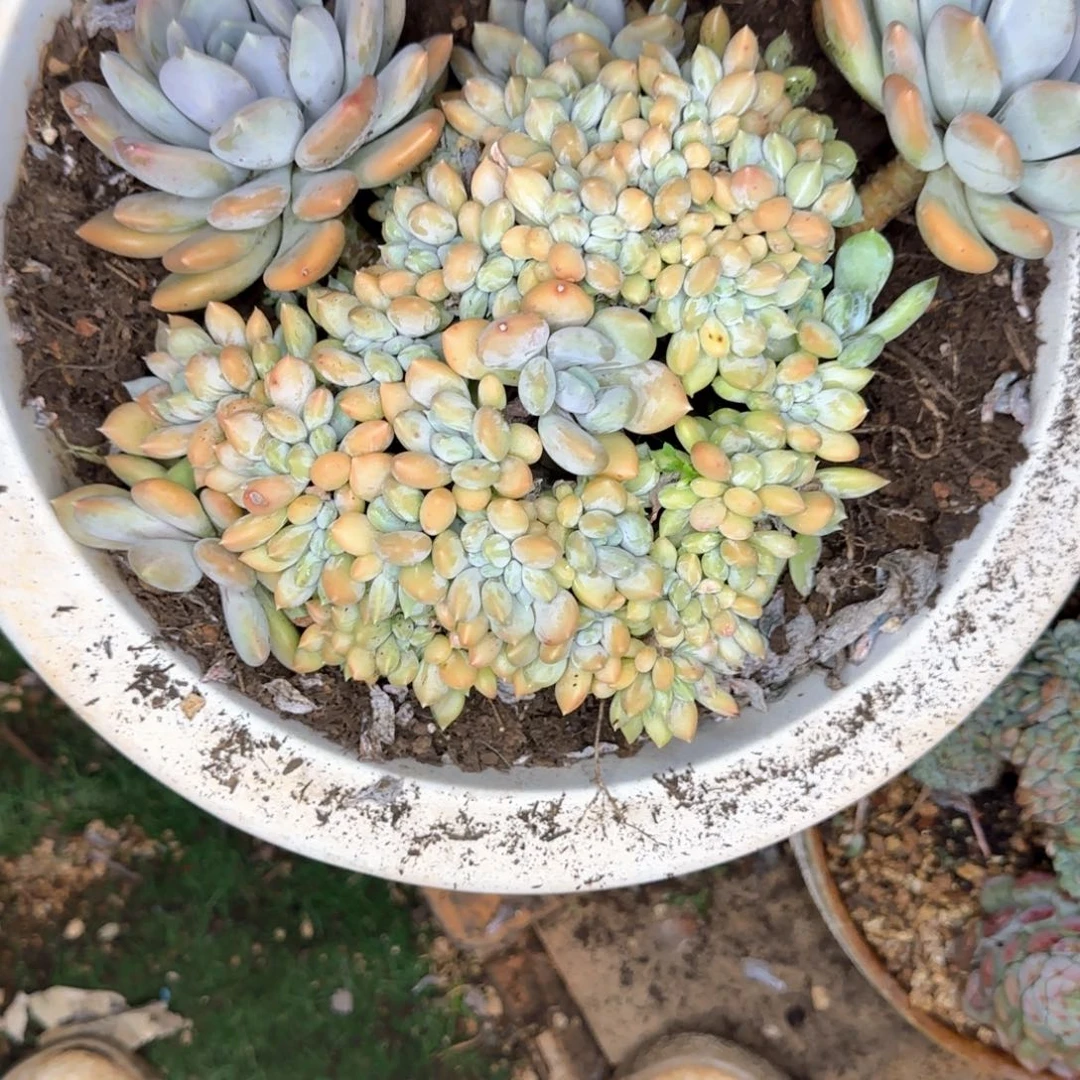 多肉植物多肉植物