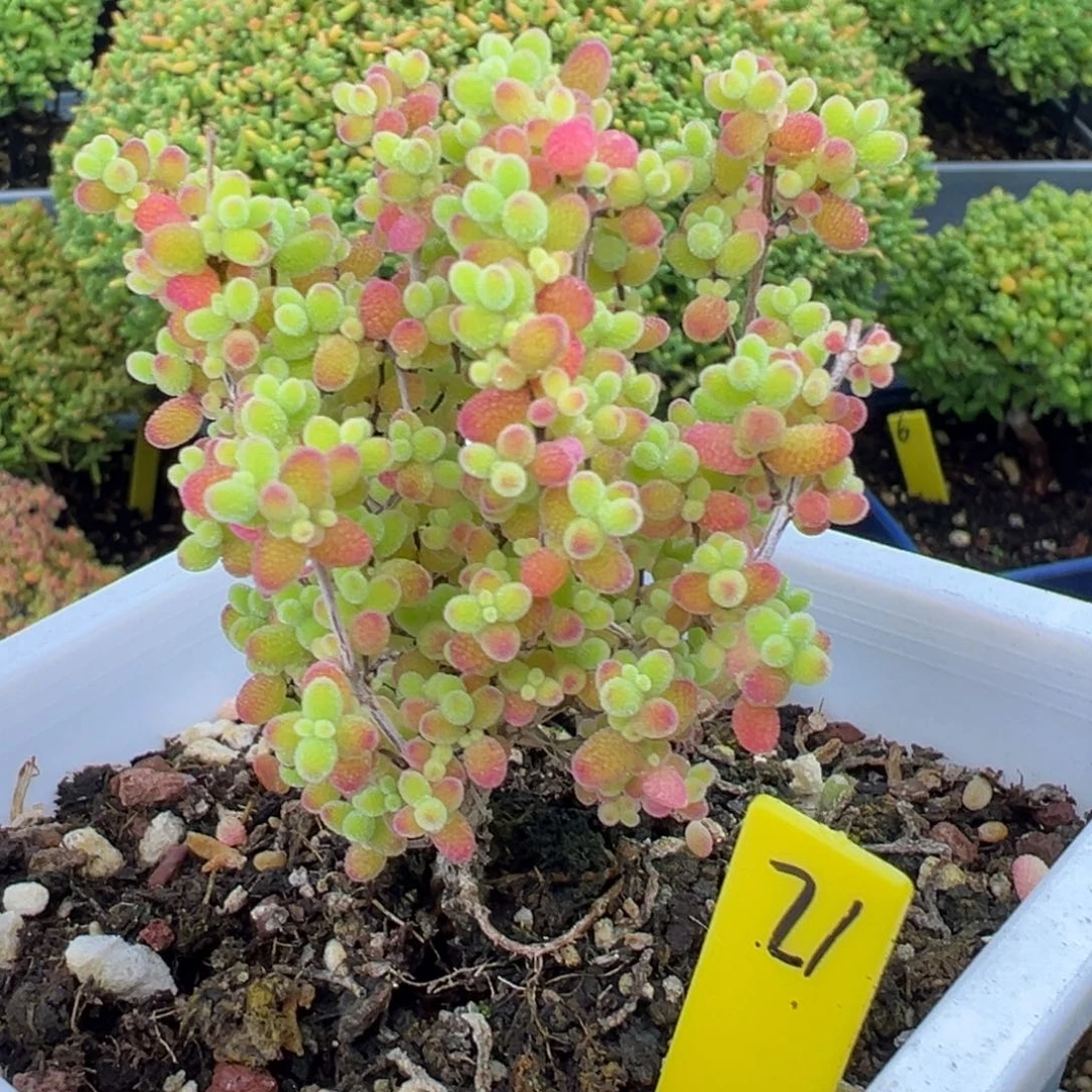 蜜橘糖球21号10cm盆