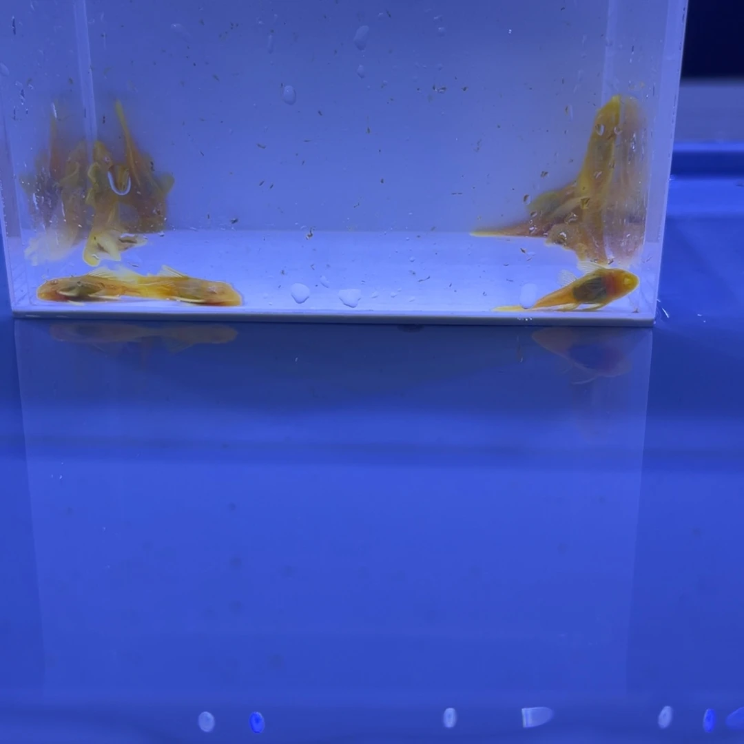 孔雀鱼6胡子2帆开箱视频报损