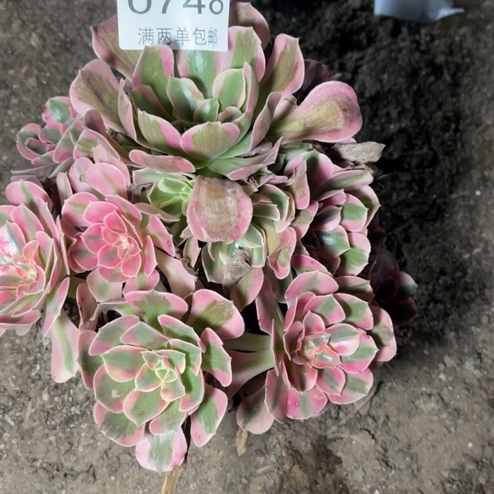 0748女郎的的的多