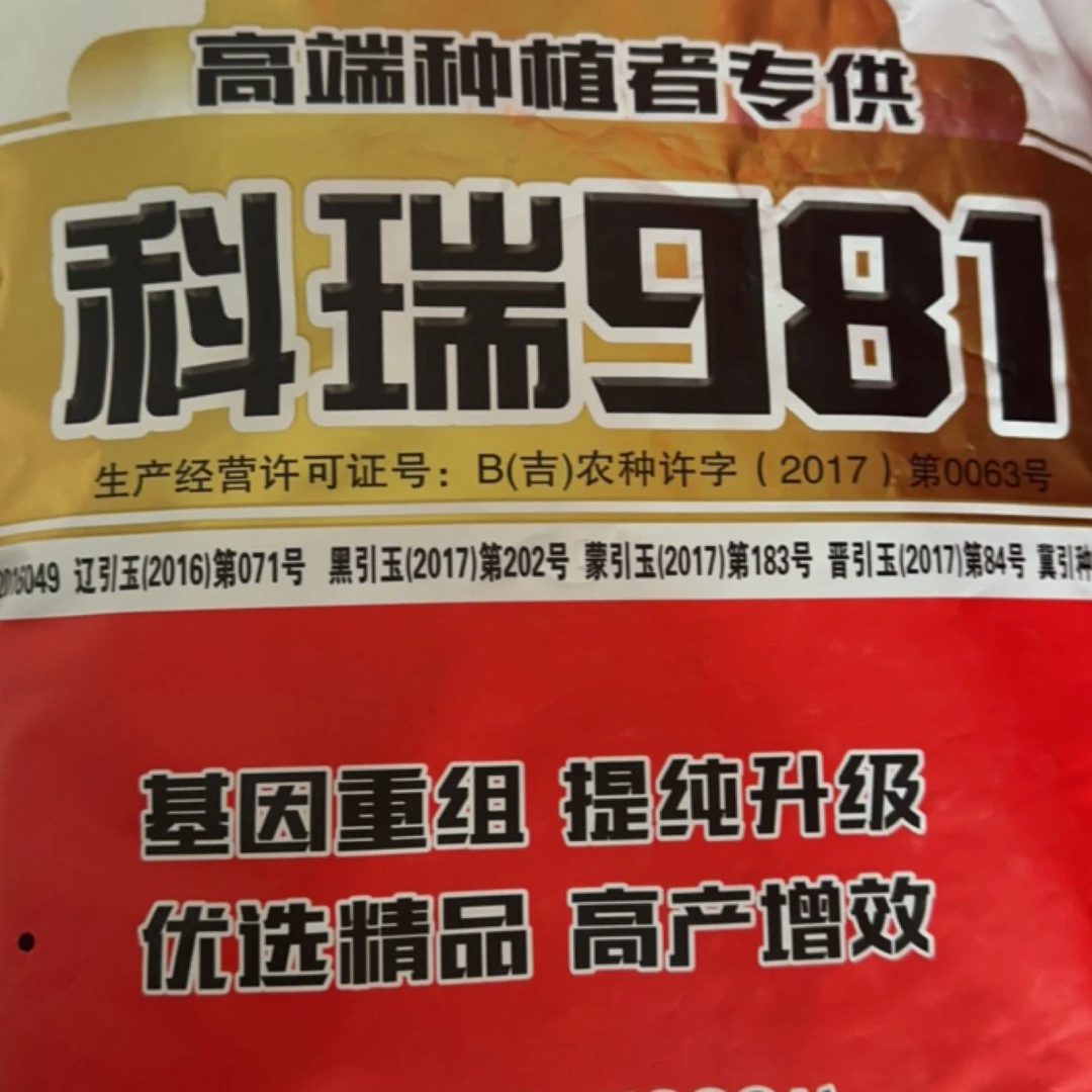科瑞981玉米种子 18-22行，行多棒子粗，籽粒深，矮秆大棒巨无霸