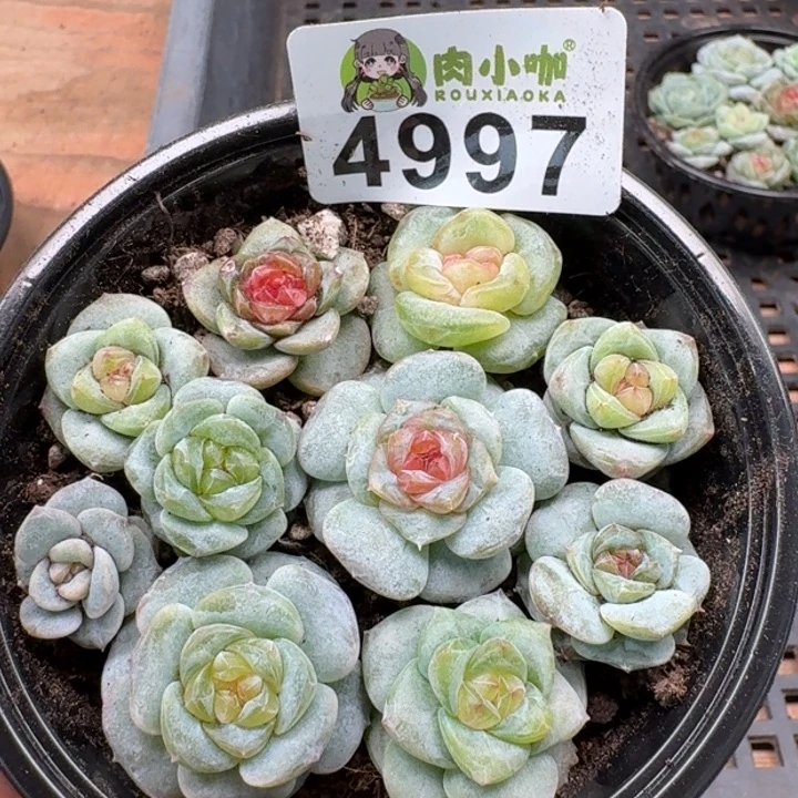 多肉植物多肉植物