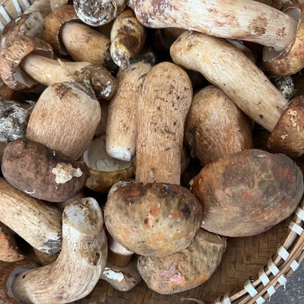 2025美味牛肝菌野生菌云南高山白牛肝野生菌