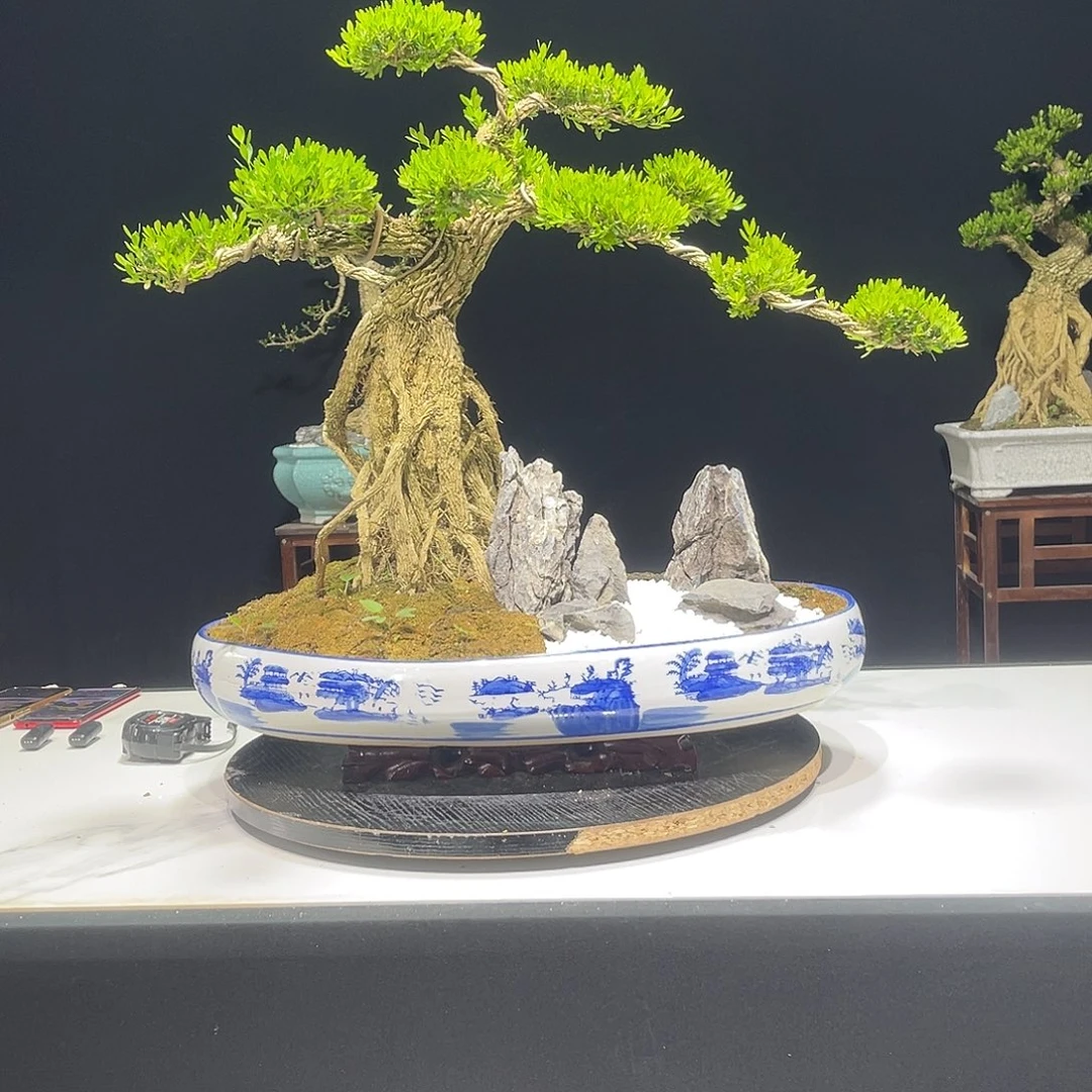 当前无花栽培后可以开花