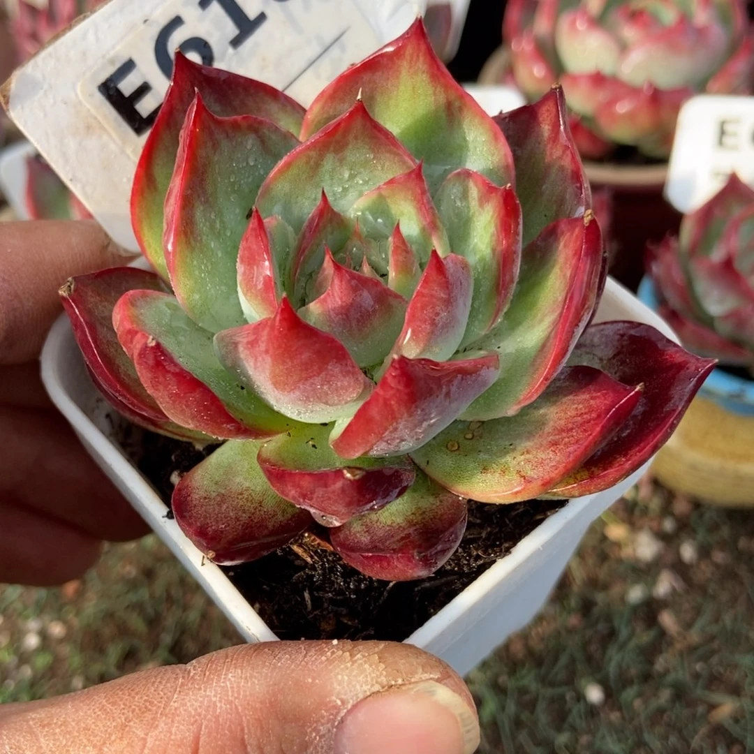 惊鸿一瞥610号多肉