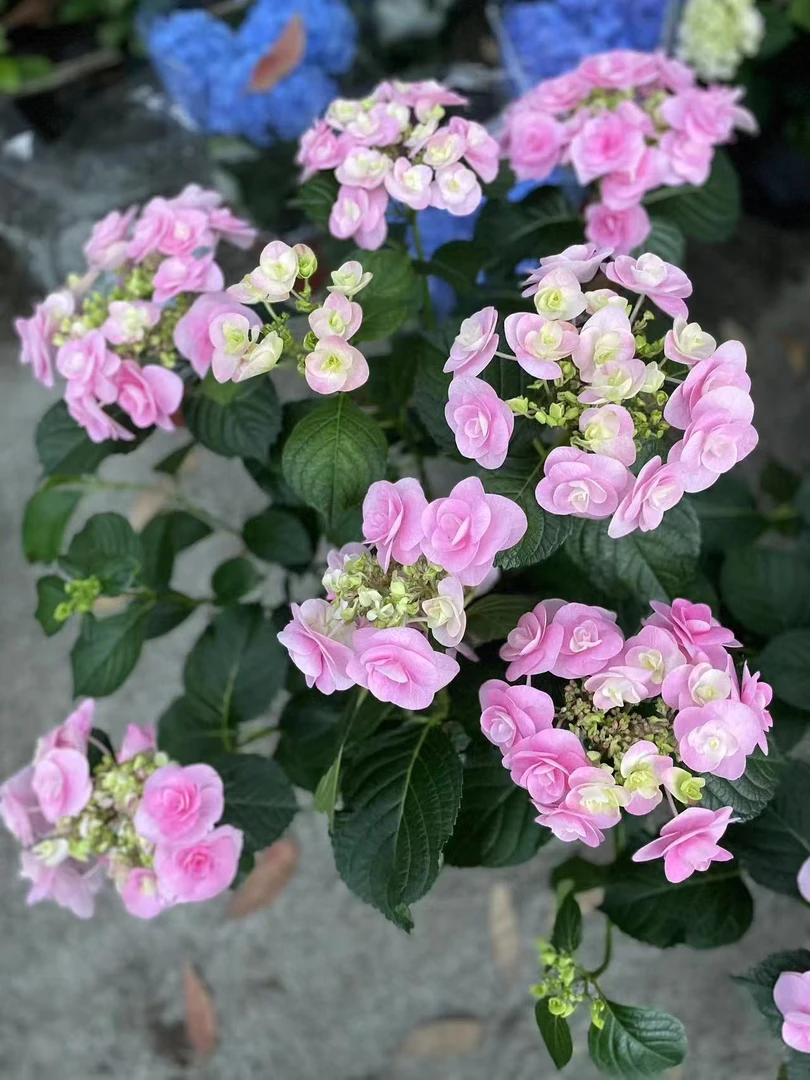 大花绣球/美安吉/尤莉娅/雪球