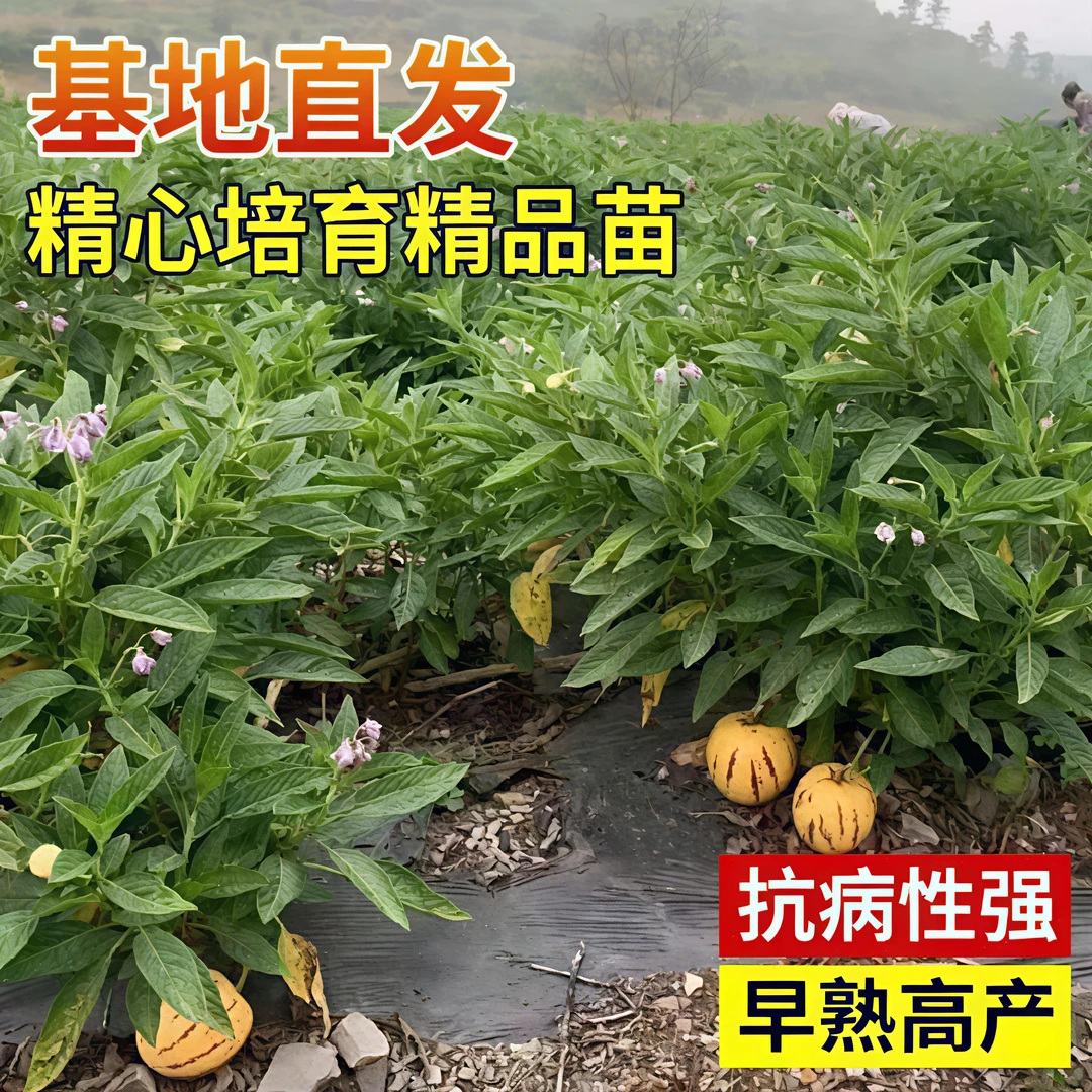 高端盆景花卉绿植奶香人参果苗南方北方可种云南基地直发