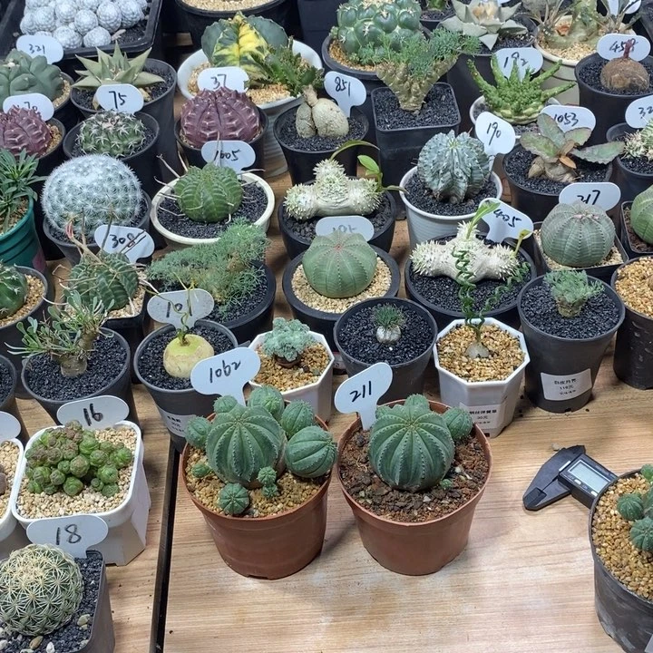 S***默专拍两颗1062号和211号