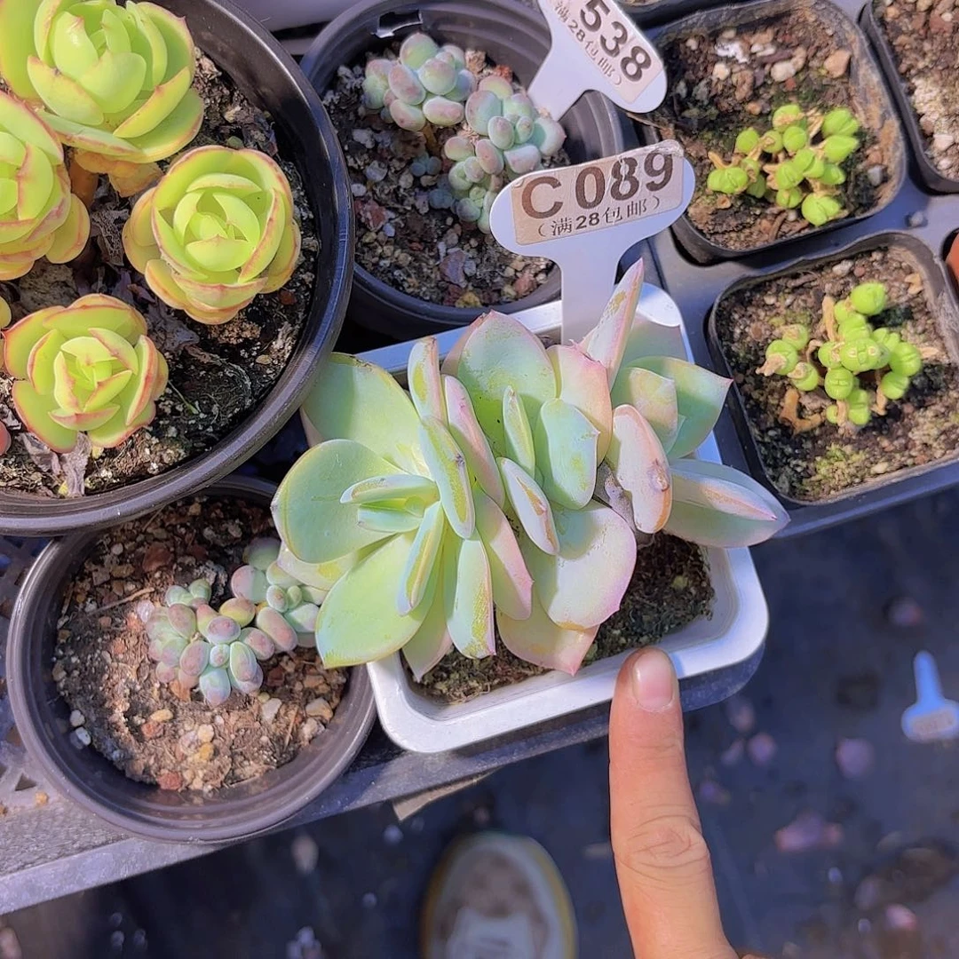 C089白凤一物一拍