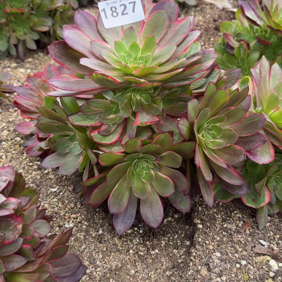 y****81827粉冠。多肉植物