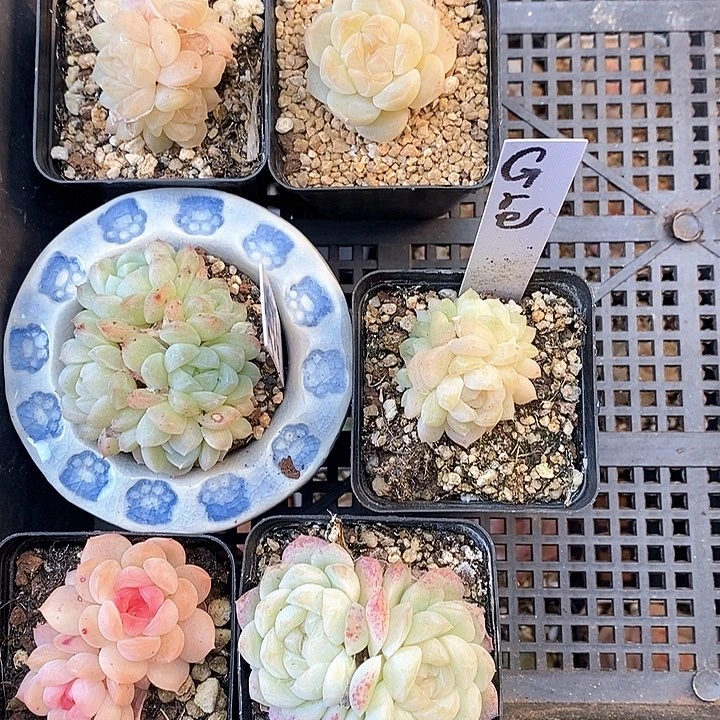 响当当啊哈你就没睡