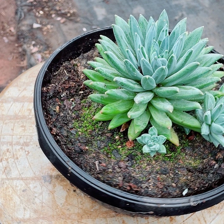 582 美人一物一拍多肉