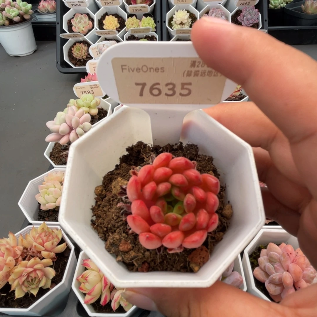 7635红宝石3.5厘米