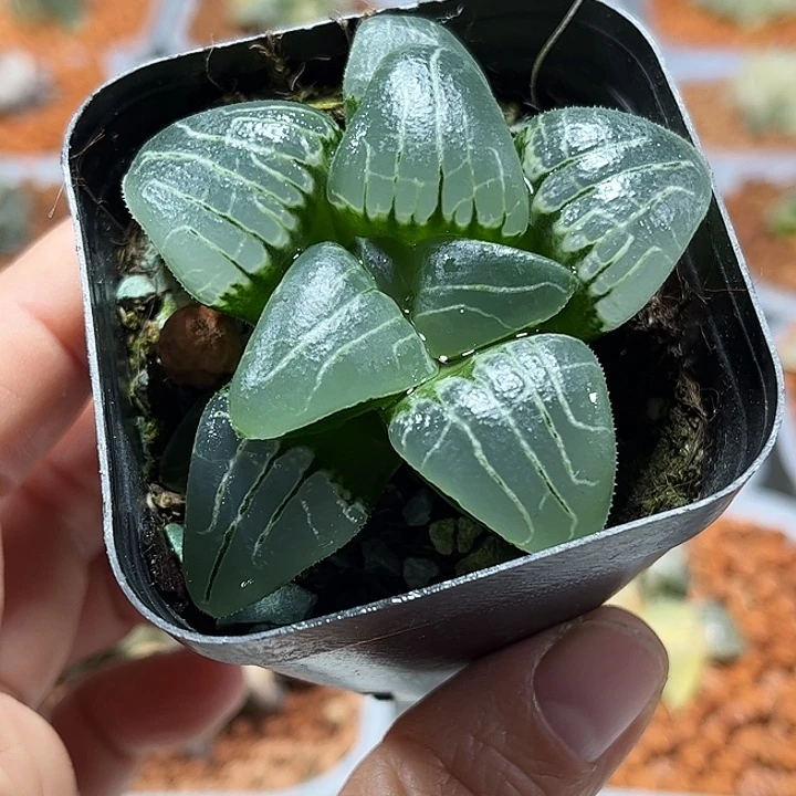 十二卷多肉粉红甜心