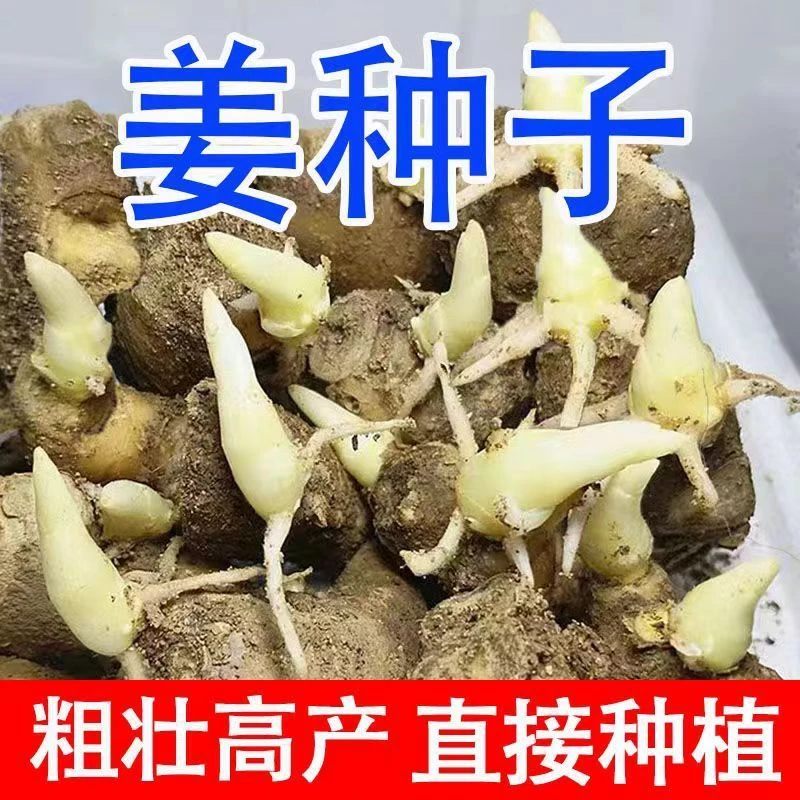 山东大姜种苗子已催芽生姜姜种黄姜老姜种苗姜芽姜苗子