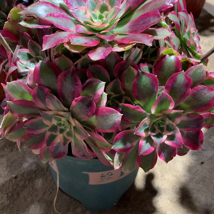 271布兰迪多肉植物特价