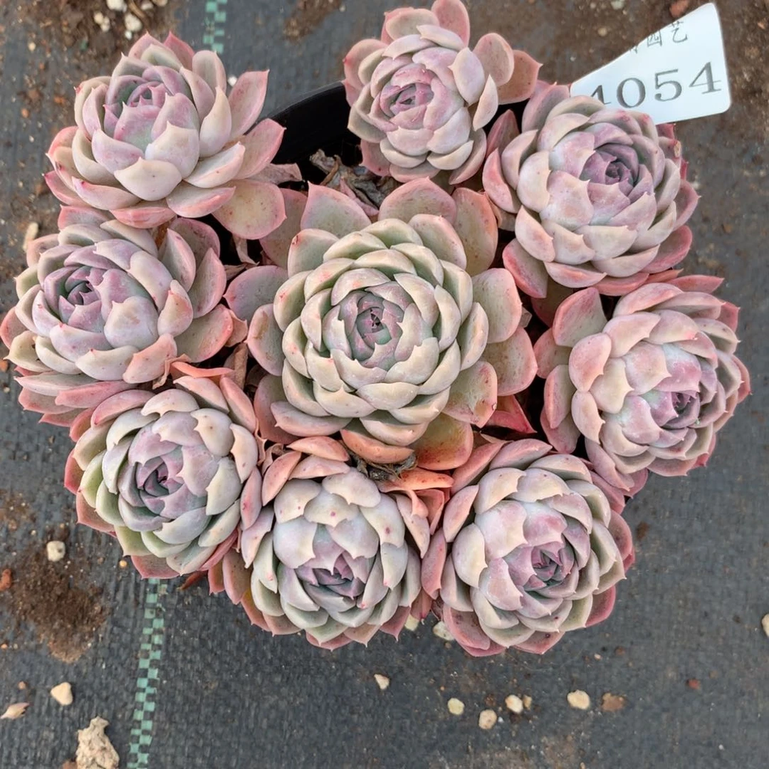 4054杂交精品基地14厘米