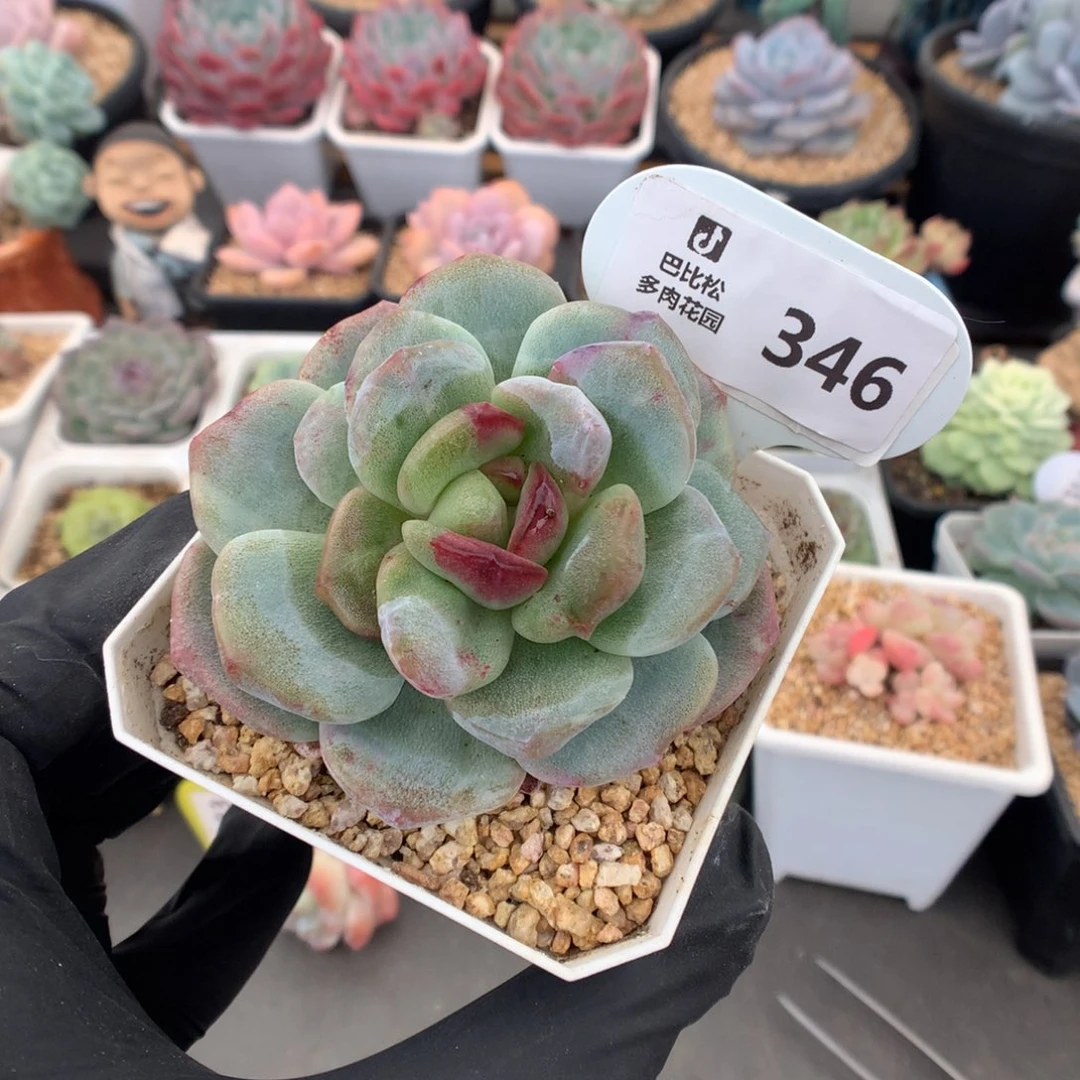 346 冰玉石化多肉