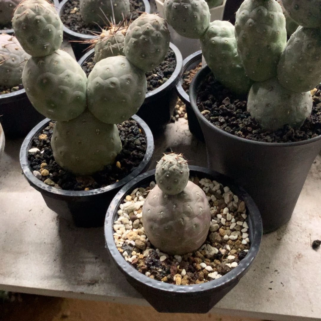 茜*蕊开播福利习志野仙人球