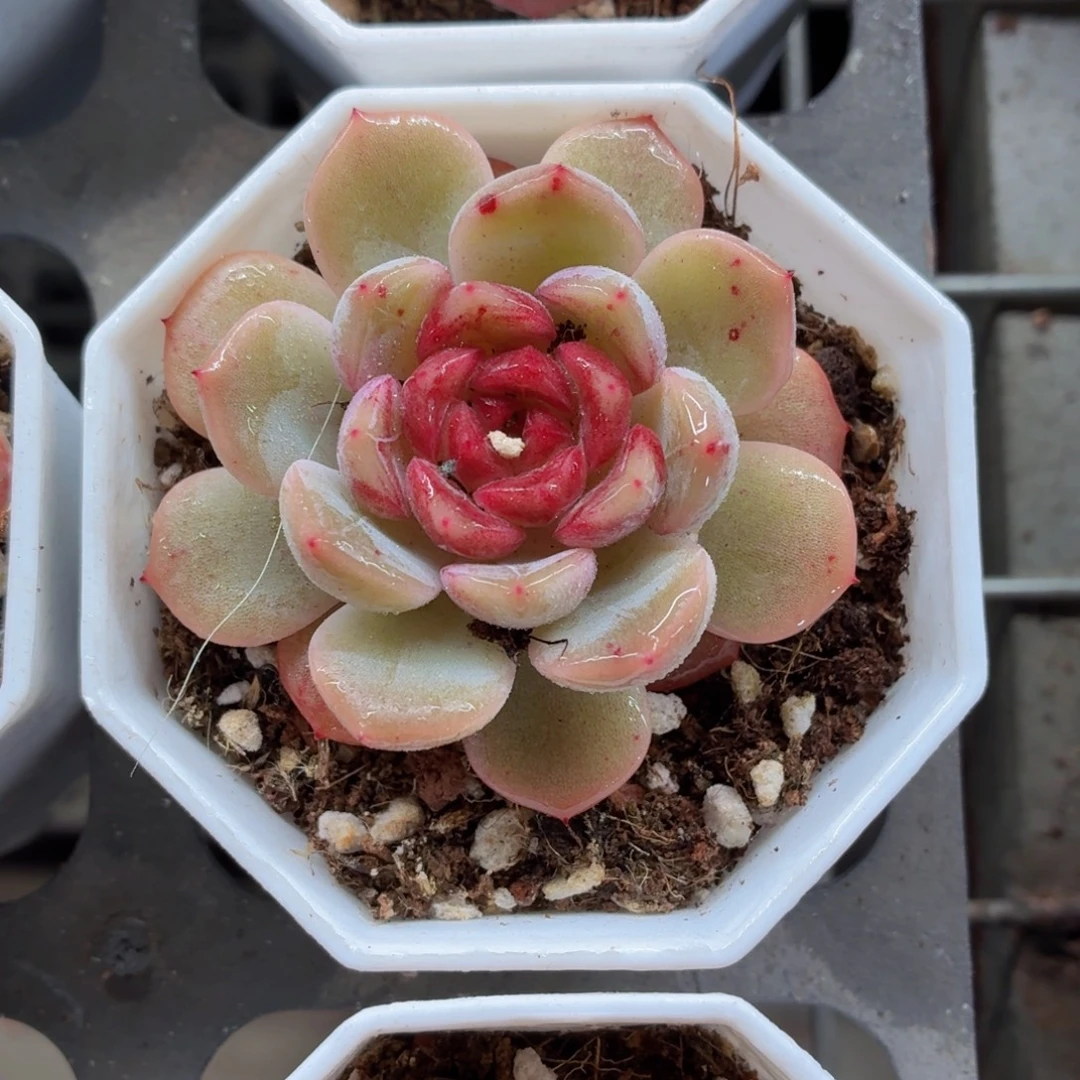 葡萄珍妮多肉9.9包邮发货